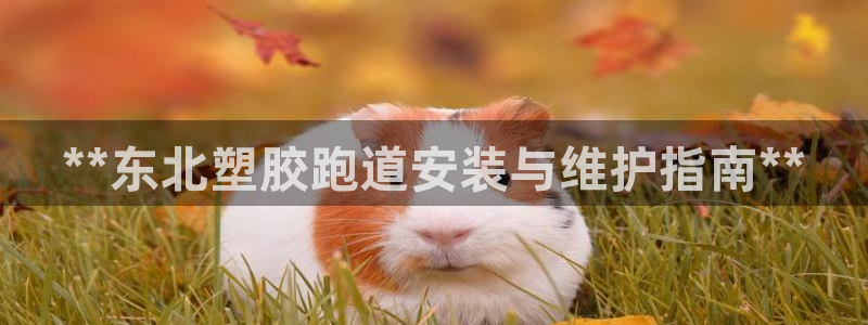 红足一生世:**东北塑胶跑道安装与维护指南**