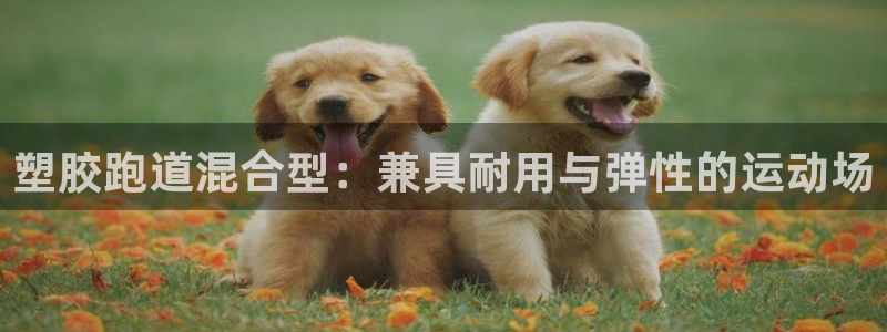 红足i世足球手机网